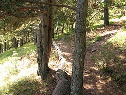 ♥♥♥ ARBORETUM MARCEL KROENLEIN