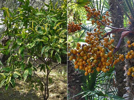LA CITRONNERAIE