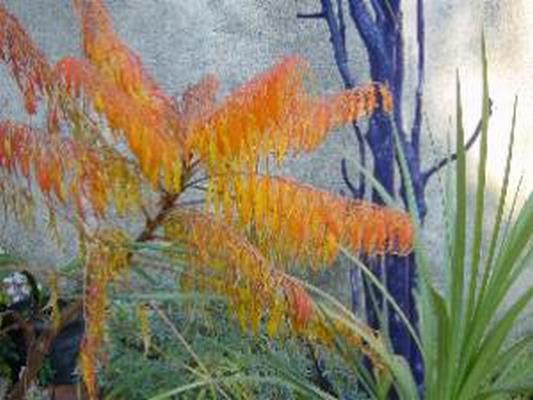 LE JARDIN D'EGUILLES
