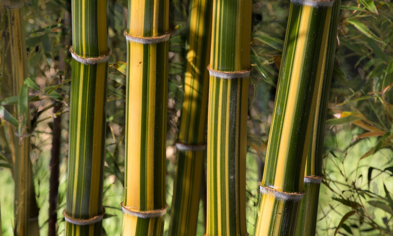 BAMBOUS EN PROVENCE