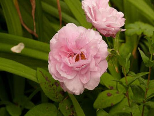 JARDIN DES OUBLIEES