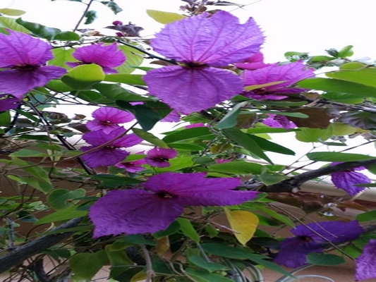 ♥♥♥ U GIARDINU DI L'ISULI