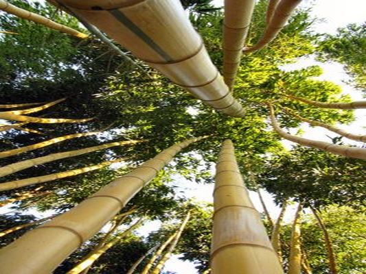 JARDIN LES BAMBOUS DE PLANBUISSON