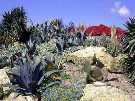 JARDIN EXOTIQUE DE ROSCOFF