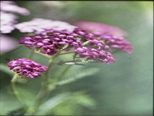 ♥♥♥ LES JARDINS DE MAZET