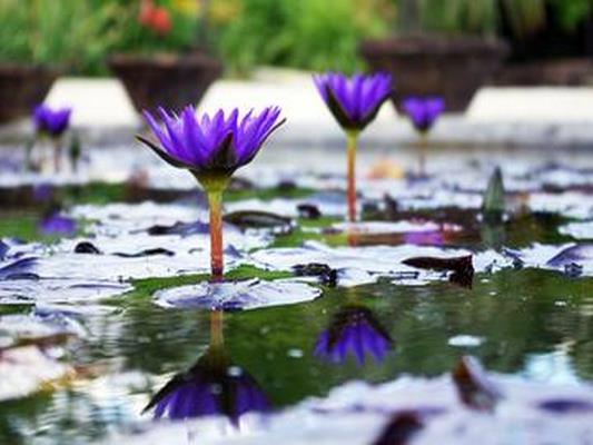 JARDIN DE NENUPHARS DES PEPINIERES LATOUR-MARLIAC