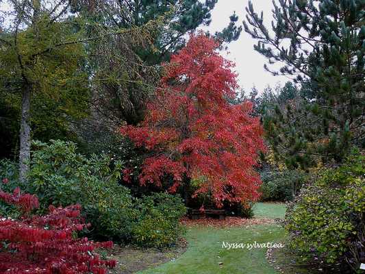 JARDIN DE CLAIRBOIS