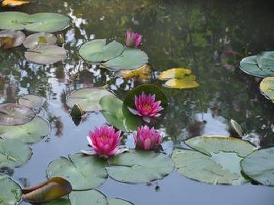 JARDIN DU PEINTRE VAN BEEK