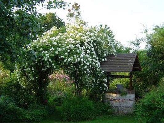 LE JARDIN DES LIANES