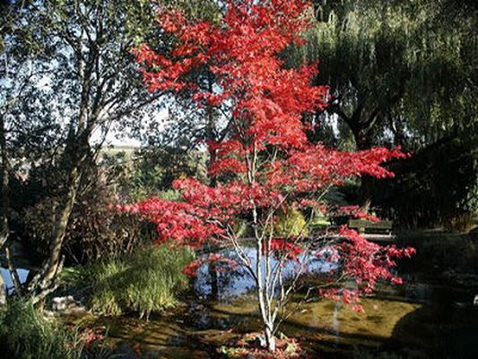 JARDIN AQUATIQUE ACORUS
