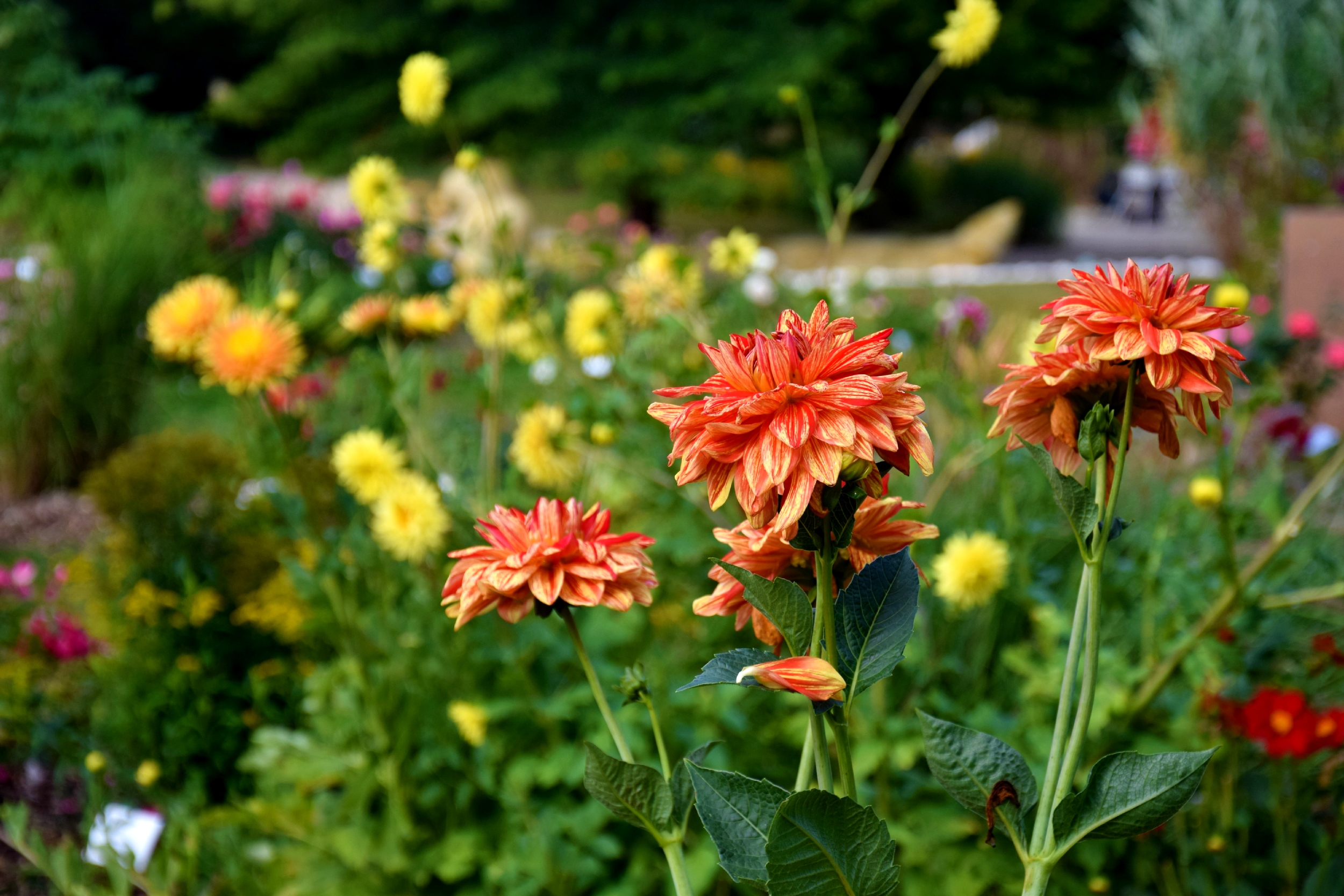JARDINS DE BROCELIANDE