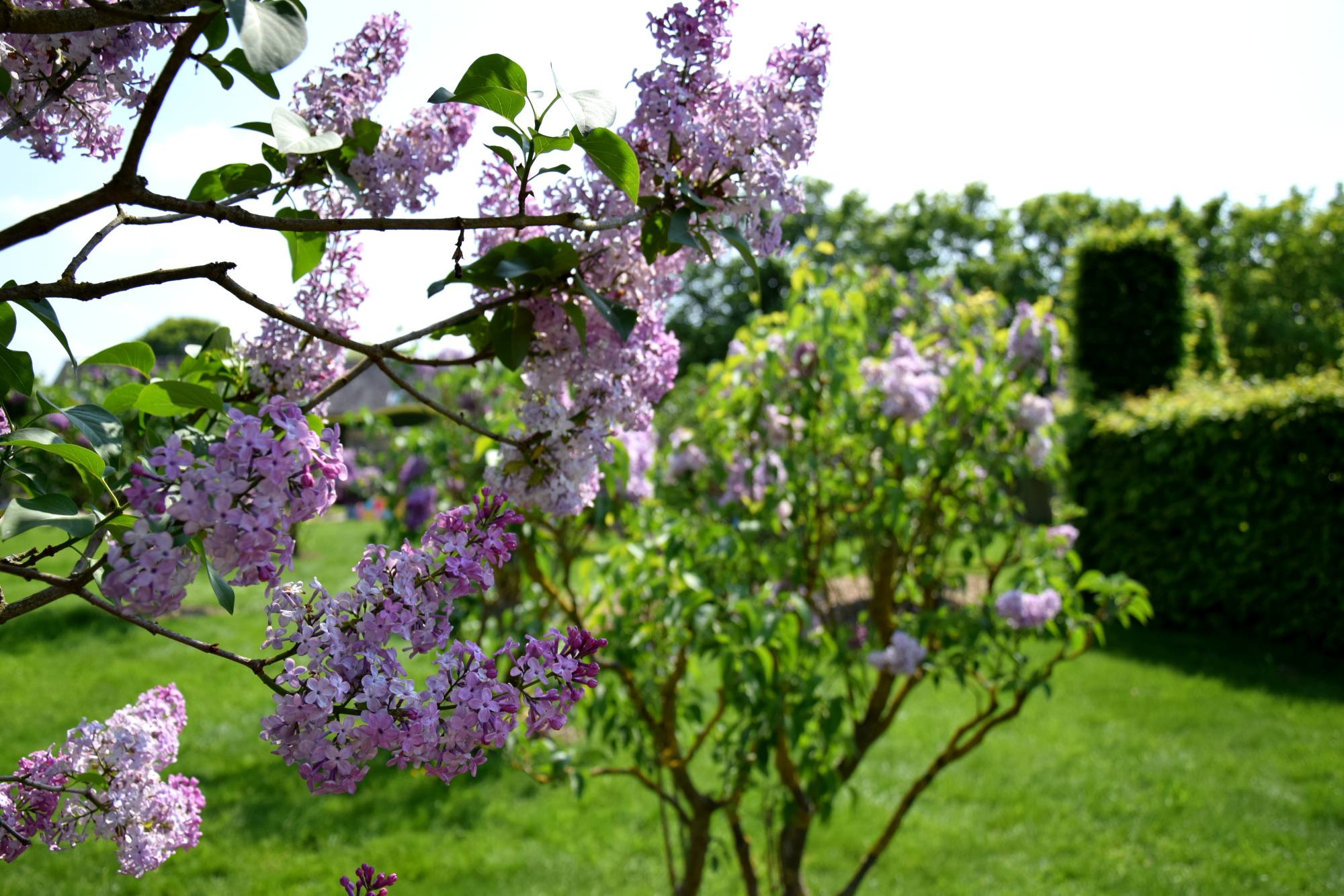JARDINS DE BROCELIANDE