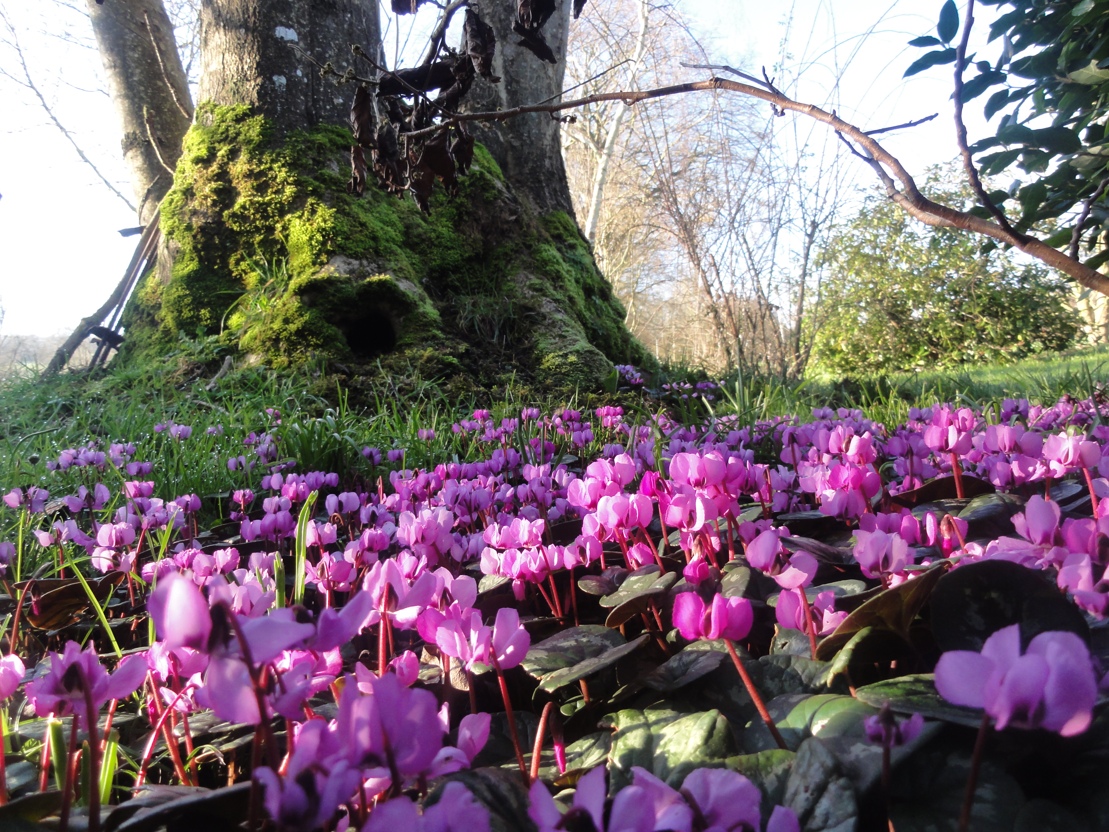 ♥♥♥ LE JARDIN FRANCOIS